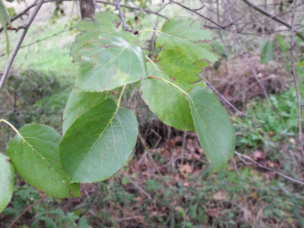 Alnus cordata